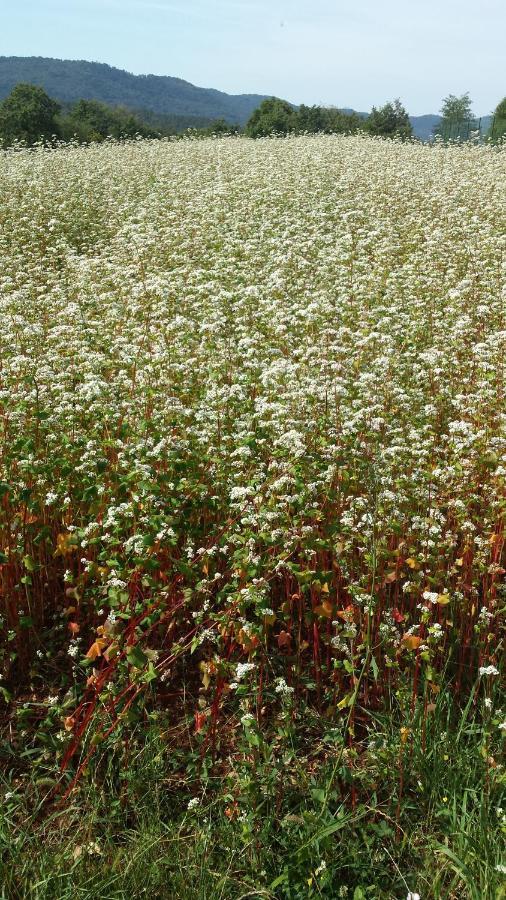Pliskovica Moonflower מראה חיצוני תמונה