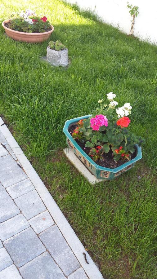 Pliskovica Moonflower מראה חיצוני תמונה